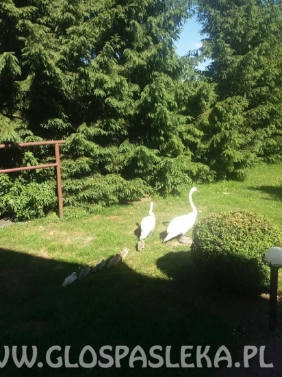 Spacer rodziny łabędzi
