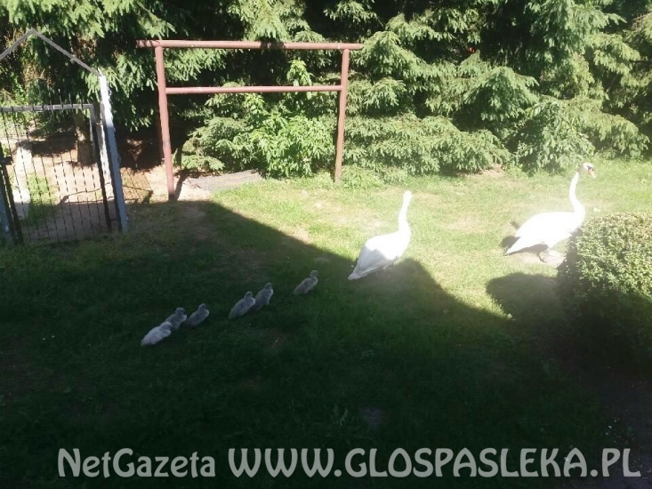 Spacer rodziny łabędzi