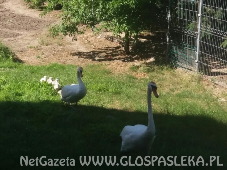 Spacer rodziny łabędzi