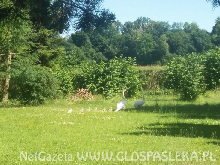 Spacer rodziny łabędzi