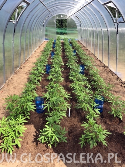 plantacja marihuany
