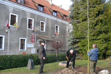 Dąb Niepodległości