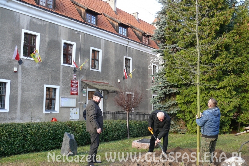 Dąb Niepodległości