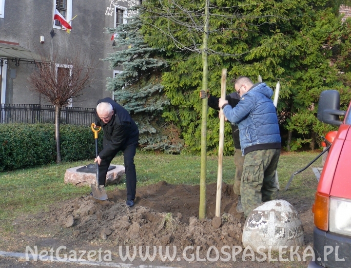 Dąb Niepodległości