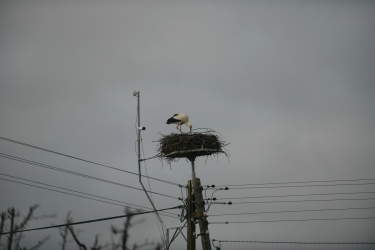 Przyleciał bocian z ul. Partyzantów