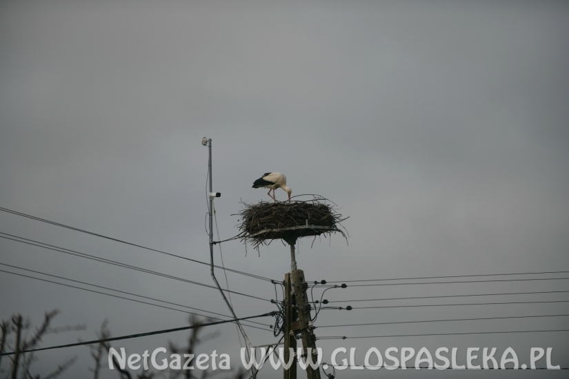 Przyleciał bocian z ul. Partyzantów