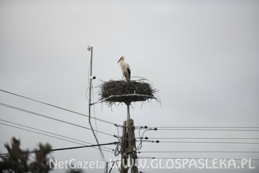 Przyleciał bocian z ul. Partyzantów