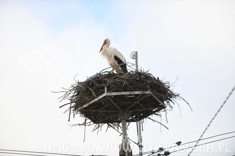 Przyleciał bocian z ul. Partyzantów