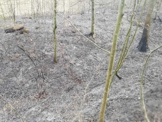 Pożar lasu w Warszewie