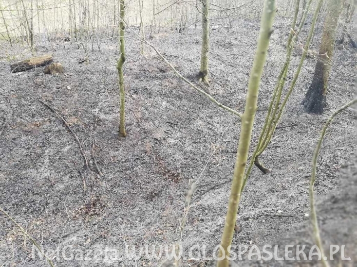 Pożar lasu w Warszewie