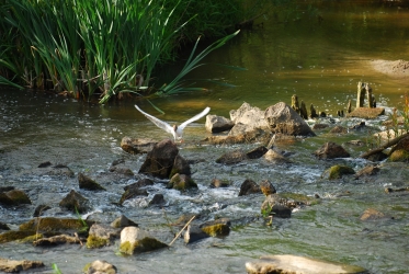 Remont jazu w Kupinie