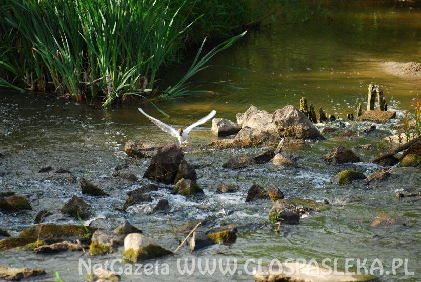 Remont jazu w Kupinie