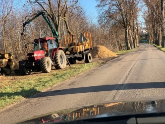 Porządkują drzewostan