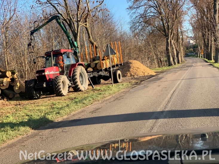 Porządkują drzewostan