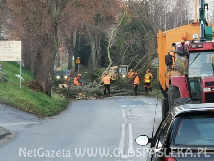 Porządkują drzewostan