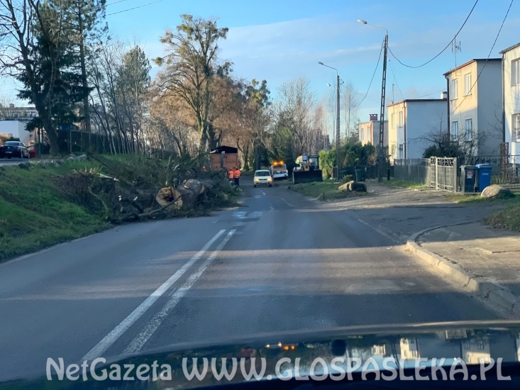 Porządkują drzewostan