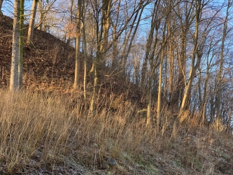 Drzewa na skarpie zamkowej