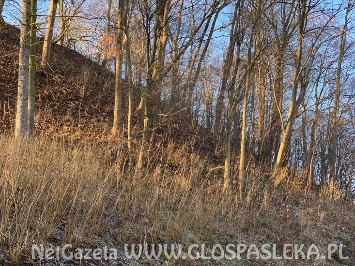 Drzewa na skarpie zamkowej