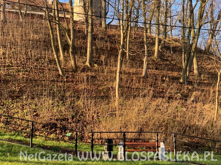 Drzewa na skarpie zamkowej