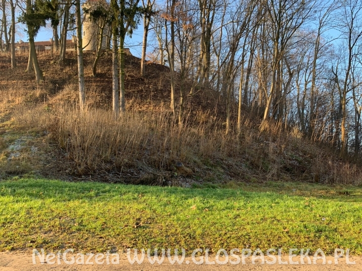 Drzewa na skarpie zamkowej