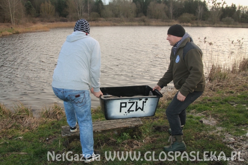 Zarybianie Zakrzewka I