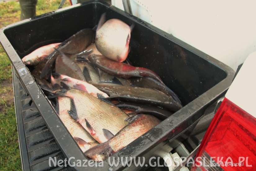 Zarybianie Zakrzewka I