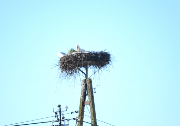 Wracają bociany