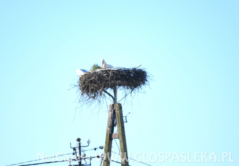 Wracają bociany