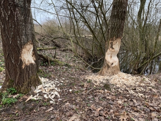 Bobry mają się dobrze