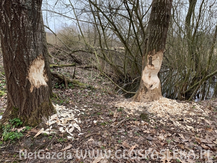 Bobry mają się dobrze