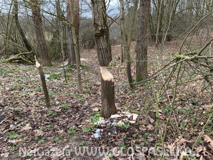 Bobry mają się dobrze