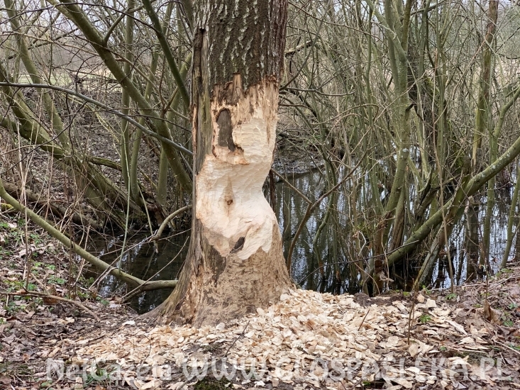 Bobry mają się dobrze