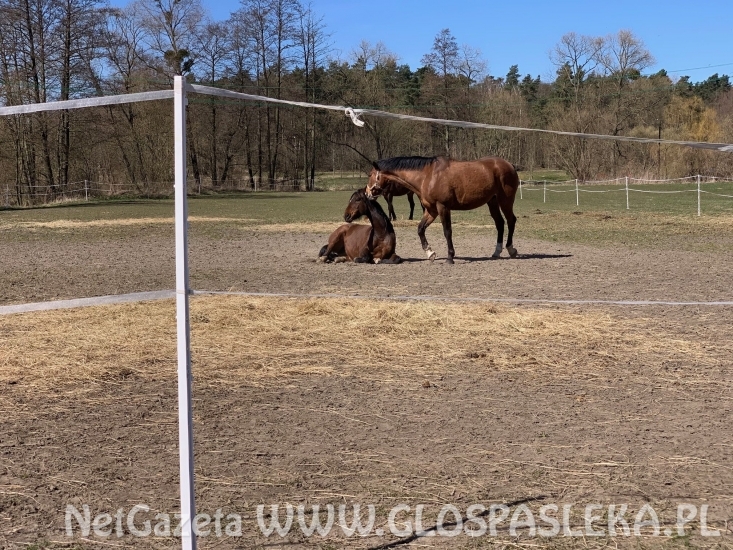 Nasze konie