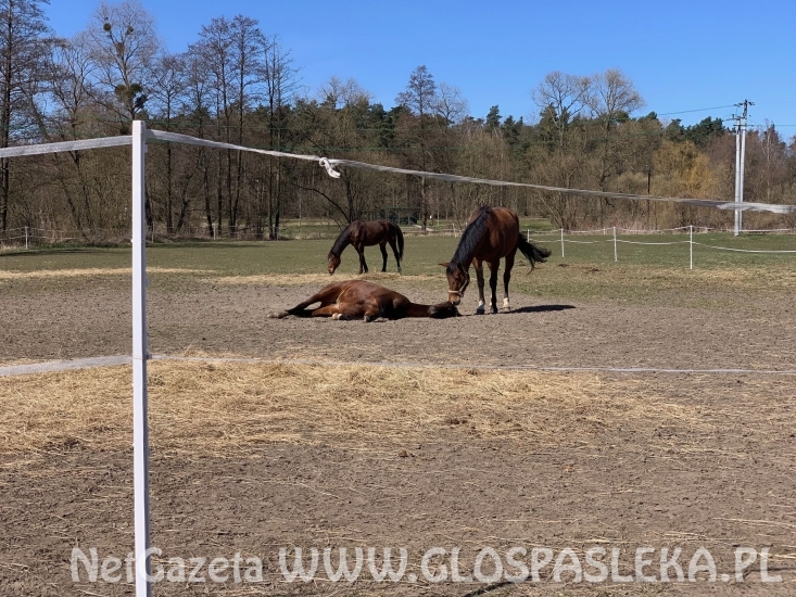 Nasze konie