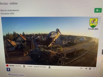 Bocian z ul. Partyzantów