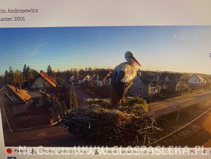 Bocian z ul. Partyzantów