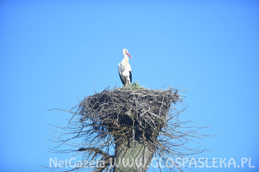 Bocian z ul. Partyzantów