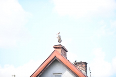 Błyskawiczna akcja energetyków