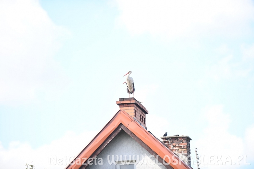 Błyskawiczna akcja energetyków