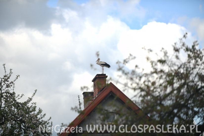 Błyskawiczna akcja energetyków