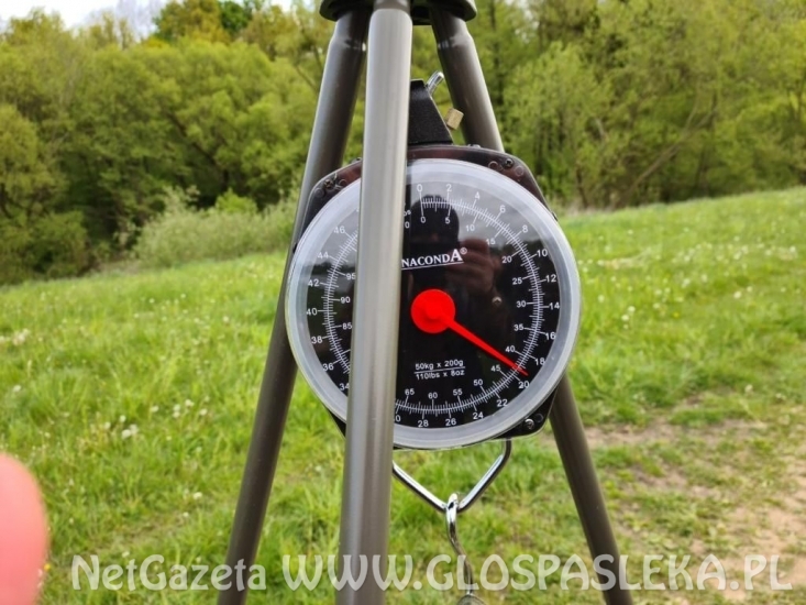 Karpie na truskawkę