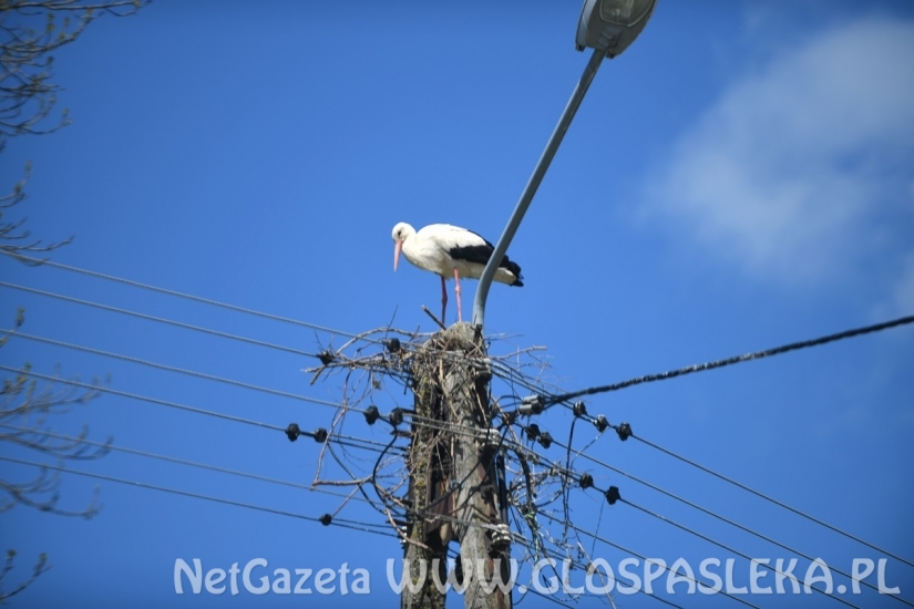 Bociany z Rogajn