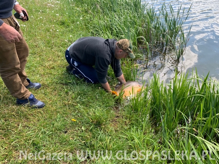 Karp na przynętę z czosnkiem