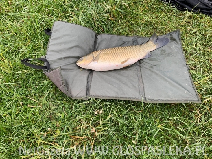 Kolejne okazy z Zakrzewka II