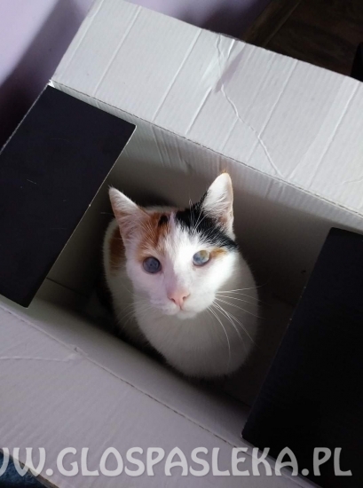 Szukamy kota