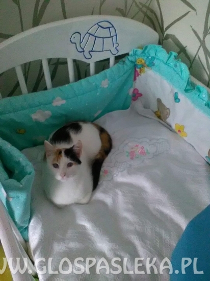 Szukamy kota