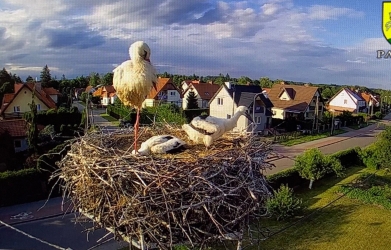 Bociany z ul. Partyzantów