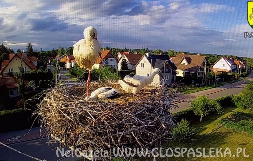 Bociany z ul. Partyzantów