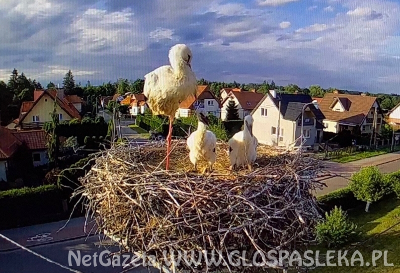 Bociany z ul. Partyzantów