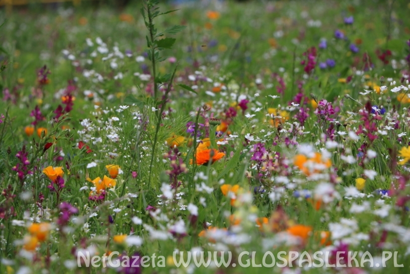 Łąka kwietna